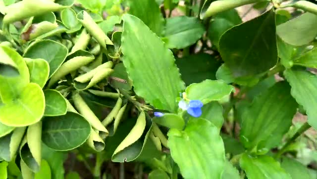 饭包草的火柴头