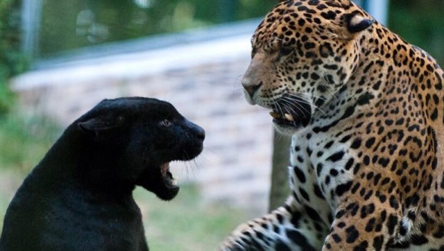 当美洲虎的院子内,放进一只大黑豹,美洲虎会有什么反应?