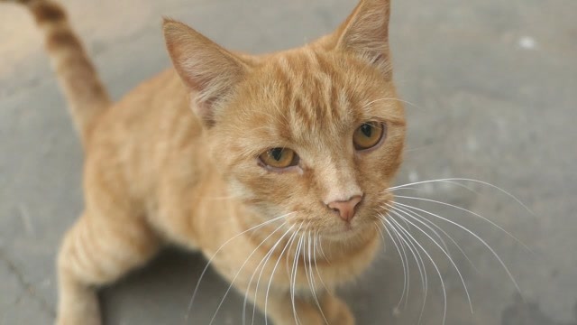 又是个傲娇的小野猫 不高兴直接就用小拳头伺候你