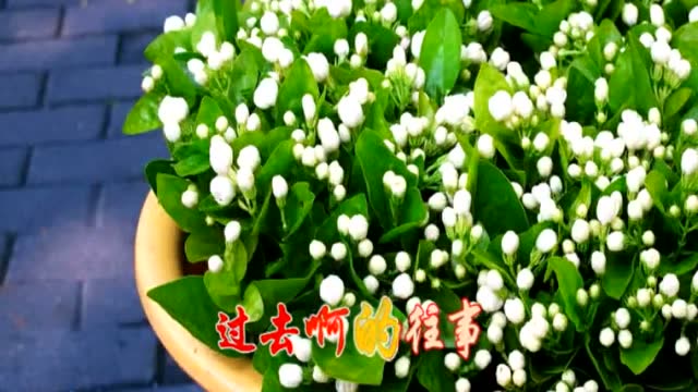 卓依婷唱闽南语经典歌曲《金包银》还真好听,不信吗?你试听听