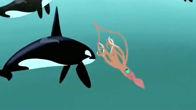 新动物兄弟:乌贼攻击小虎鲸被虎鲸群包围了,反倒成了虎鲸的午餐