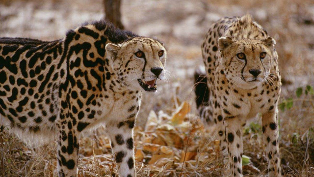 基因突变的帝王猎豹,猎豹种群里的时尚宠儿