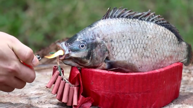 外国人用鞭炮炸鱼,这鱼死的不能再惨了,鱼:我究竟做错了什么?