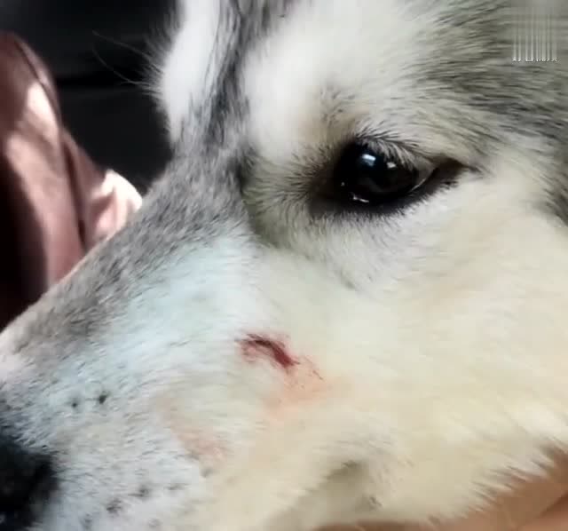 哈士奇被亲妈咬哭了,这小样儿真让人心疼啊