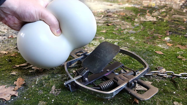 捕兽器的威力到底有多大?看看非牛顿流体的下场就知道了