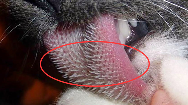 猫舌かぐbilibili图片