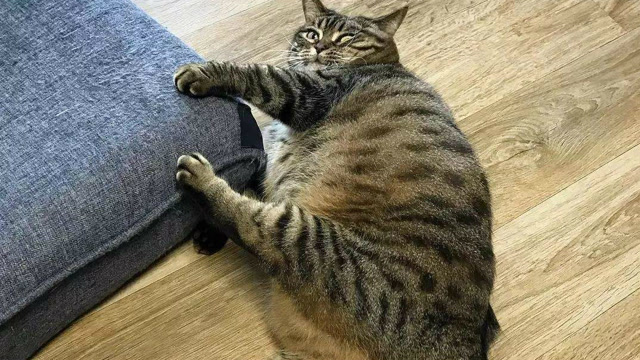 狸花猫太胖了,后背痒都需要主人帮着挠,猫你也该减肥了