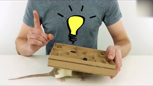 给仓鼠制作一个迷宫玩具,我要看看仓鼠到底有多聪明