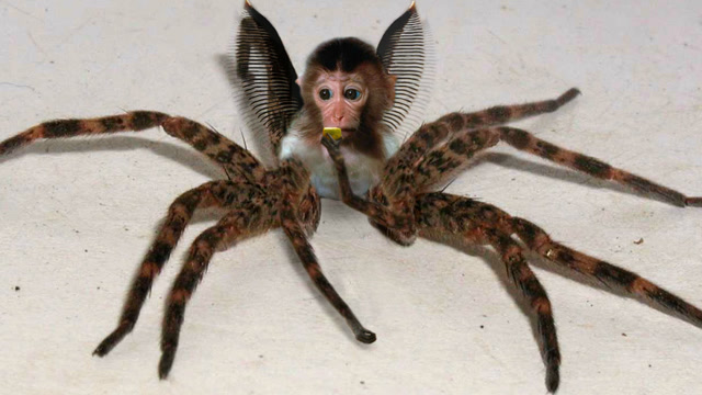 世界上最毒的4种蜘蛛,千万不能对视,堪比恐怖大片!