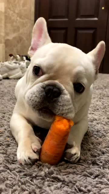 分享一只吃货小狗狗,这胡萝卜可太好吃了!吃相可爱