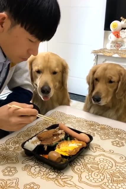 贪吃的金毛优莉又在和主人抢吃的,主人:我只想好好吃顿饭!