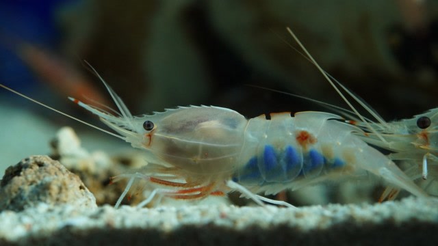 生活在深海火山口附近,水温450度,这种虾要怎么煮熟?