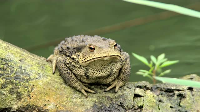 荆州马山民歌:一只蛤蟆一张嘴