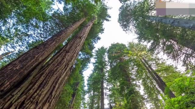 杏仁桉树是全球最高的树,可以防风固沙,为何却被中国所禁止!