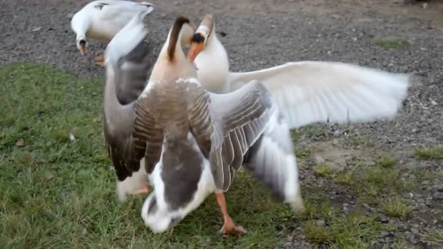 2只鹅打架,为了鹅王称号拼了命了