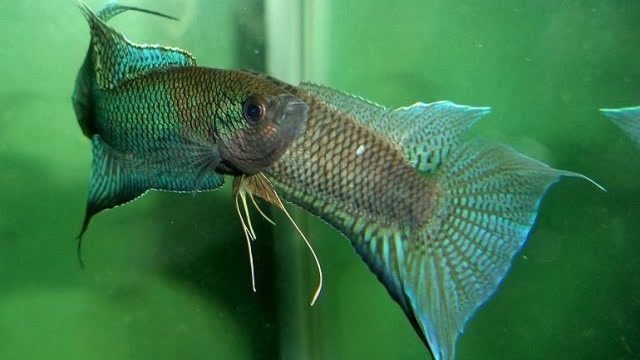 袭击吃人的印度叉尾鲇,原因是喜欢上了人的味道