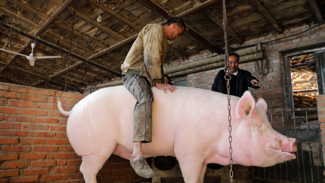 一男子骑上900斤"巨无霸"大猪,原因让人哭笑不得