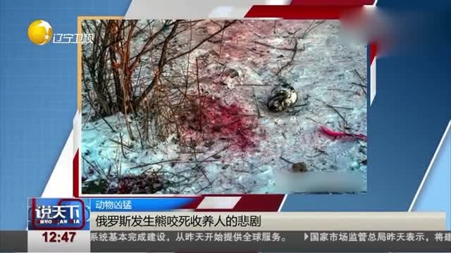 俄罗斯!男子养了10年的狗熊,却被熊咬死吃掉,尸体已不见