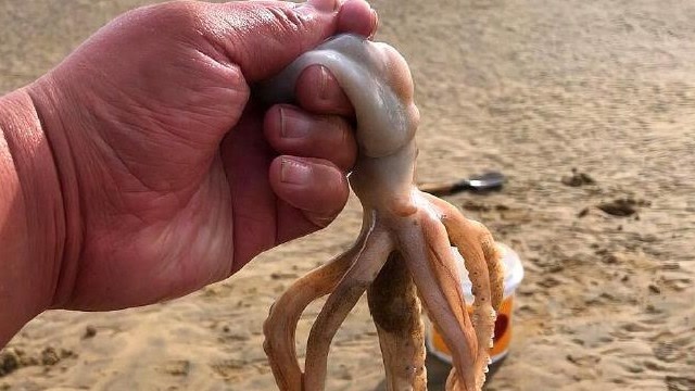 冬天赶海,脚突然被缠住,回头一看竟然是一条"超大八爪鱼",开心死