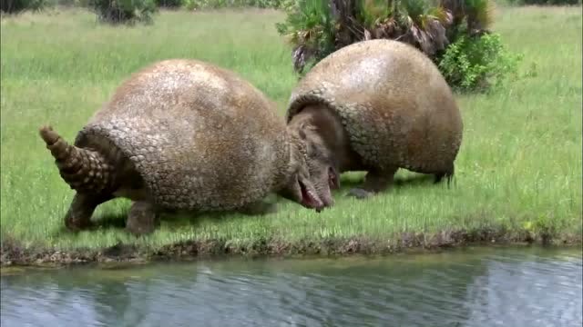 冰河期巨兽:两个大壳乌龟在打架