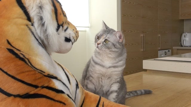 美女让猫咪与老虎玩偶对视,下一秒千万要憋住不笑,镜头拍下全过程