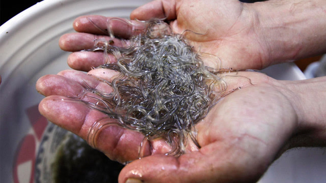 幼鳗肉质鲜嫩,曾卖到1万元1斤,如今却面临这结果!