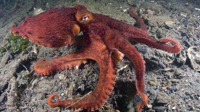 北太平洋巨型章鱼捕食鲨鱼,真是大开眼界,惊险又刺激!