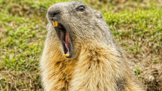 土拨鼠除了喜欢吼叫,原来还有个小癖好,需要组团才能完成
