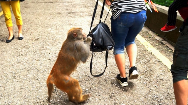猴子拽游客图片