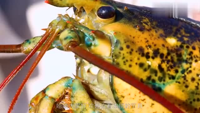 蝎子vs龙虾把毒蝎子和龙虾放在一起龙虾来啊互相伤害啊