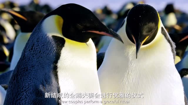 王朝:帝企鹅会用优雅的仪式来巩固对彼此的承诺