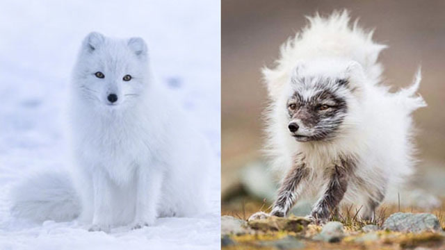 北极狐换毛的尴尬瞬间 雪中精灵一秒变成"灰公主"
