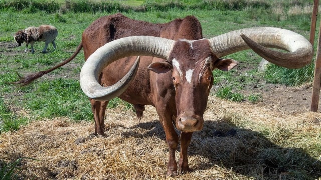 牛角特长的瓦图西牛,听说可以卖出天价,盗猎者们不淡定了!
