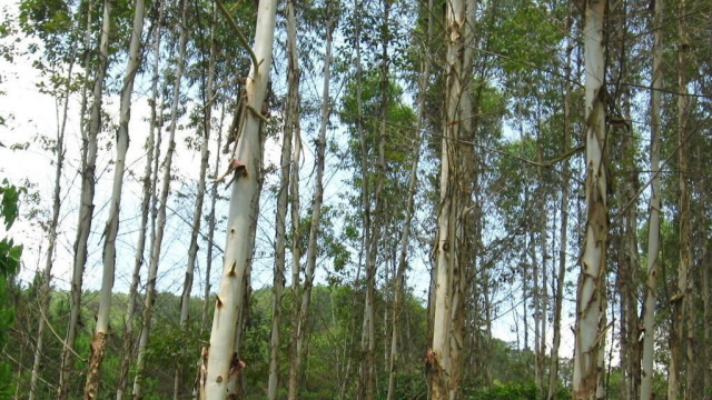 世界上生长最快的树,我国引入用来造纸,现在反倒后悔不已!为何
