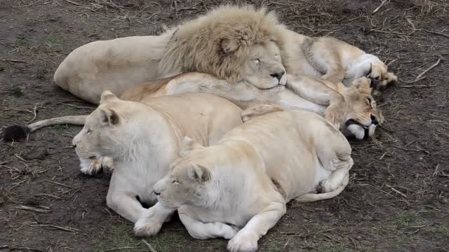 一群狮子休息,这就是群居的狮子,比老虎团结!
