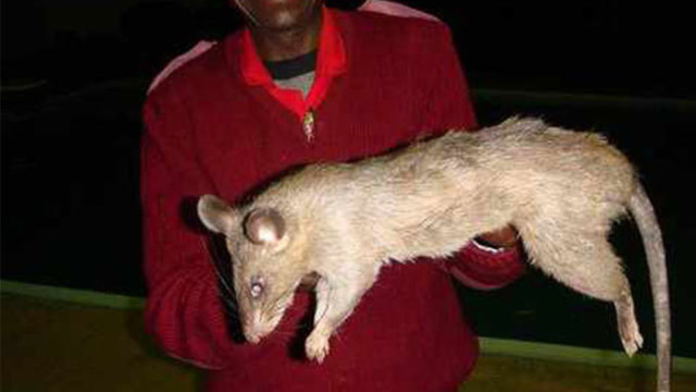 能把老鼠养成这样也是服,都成精了