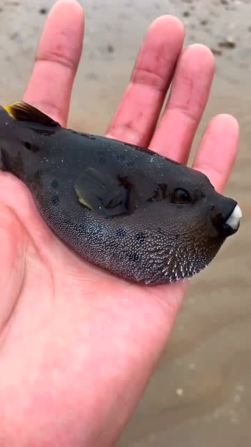 这就是海底怪物,呲嘴獠牙,大家看他萌不萌!