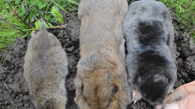 花园破坏者教你如何区分囊地鼠鼹鼠和田鼠的打洞方式