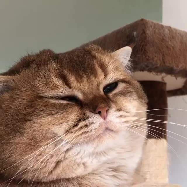 猫咪眯着眼享受