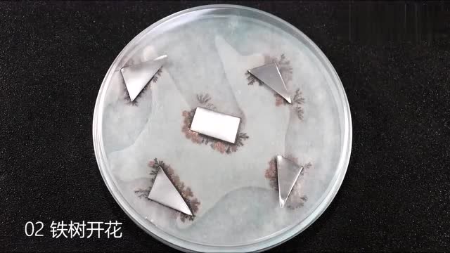 科学实验铁树开花而且还很美很好看不妨也来试试