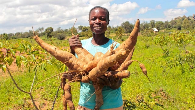 非洲缺粮食,中国人带去木薯,叶子当蔬菜吃,根也能吃!