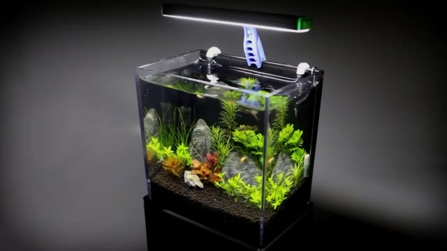 diy微型鱼缸,灯光打上去,漂亮极了!