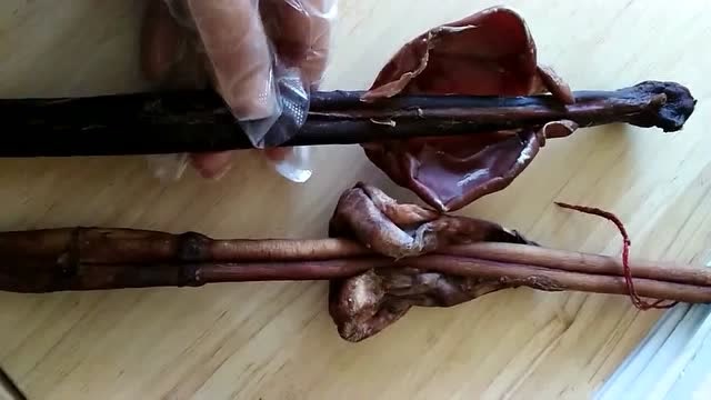 梅花鹿鹿鞭和牛鞭区别原来在这,现在知道还不晚