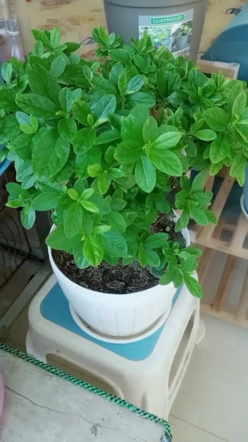 得小叶病的杜鹃被我救活了!