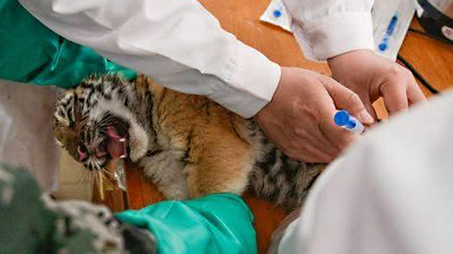 小老虎首次打针,还没扎就叫到破音!