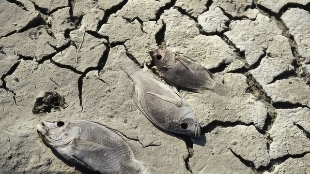 这条鱼离开水4年,被晒成了鱼干还能活?放入水中那一刻奇迹出现了