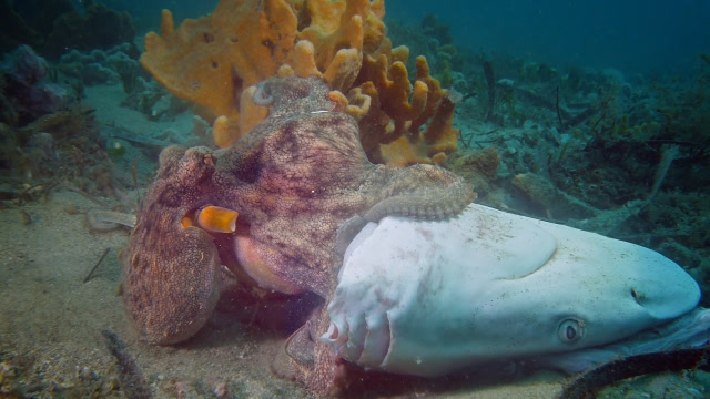 世界上最大的章鱼,其捕食鲨鱼的全过程,跟吃"小鱼干"一样简单