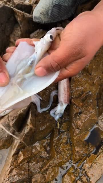 教你们怎么清洗笔管鱼它的骨头是透明的