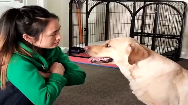 狗狗犯错误主人惩罚自己,小七:给我出来,这么冷的天别占我的窝