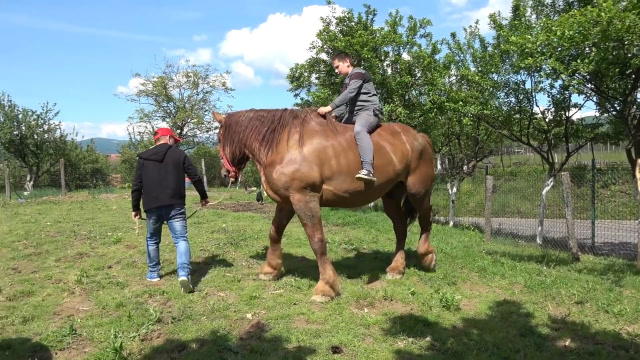 棕挽马的体型简直比牛还壮,骑在背上虽然危险但确实很酷!